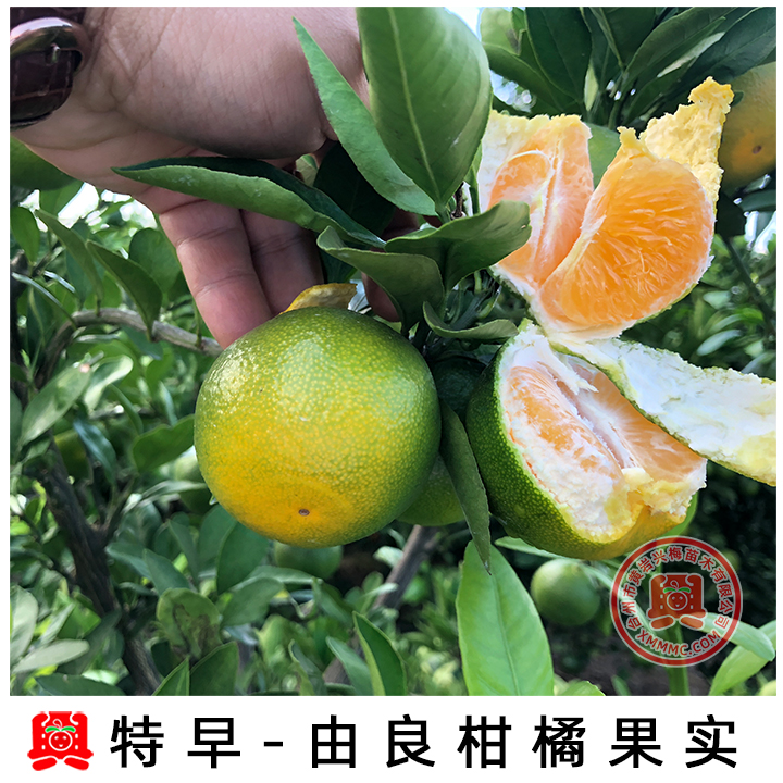 由良特早蜜桔 早熟由良苗 柑橘苗 蜜桔果树苗 南方种植新品种