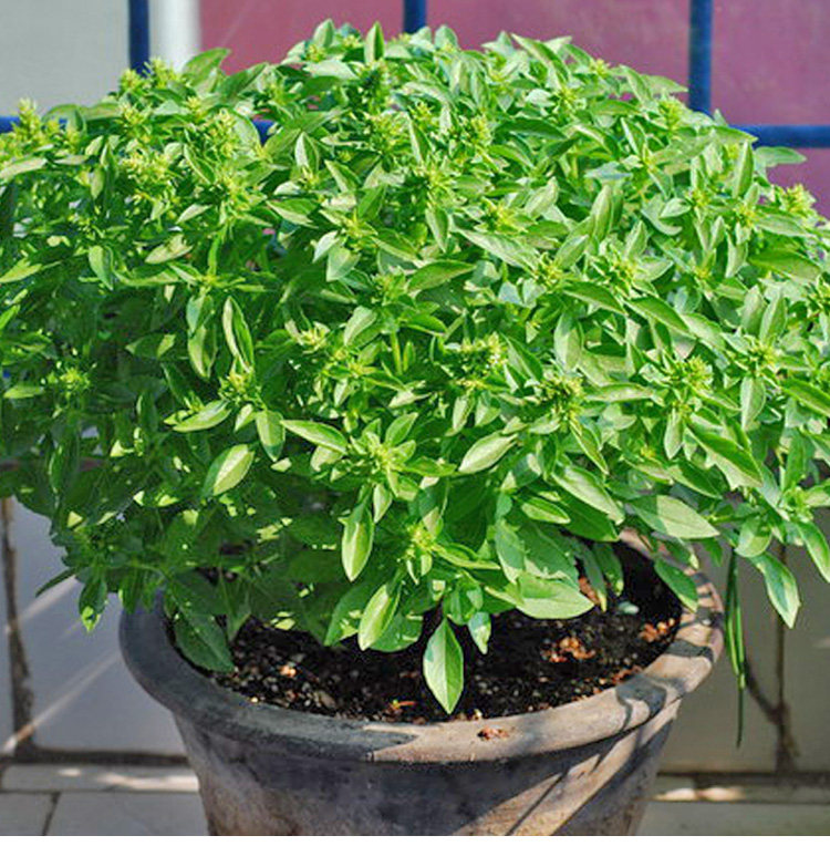 驱蚊香草夏季除苍蝇小飞虫室内盆栽绿植阳台植物花卉花种子包邮