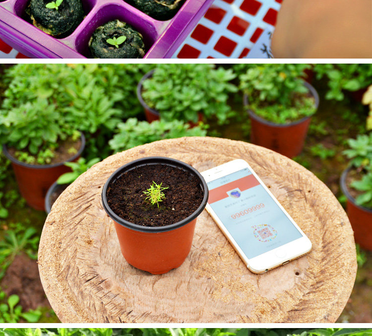 翠蝶花 六倍利花卉种子室内盆栽植物花草花种子阳台易种 蓝色包邮_双