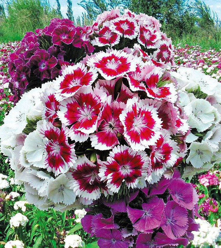 五彩大花中国洛阳石竹 花卉种子绿植盆景室内盆栽易种花种子 包邮_双