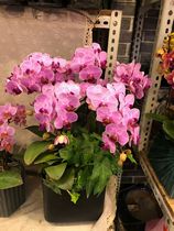 Birthday wishes send flowers Prepare for birthday marriage Wedding send flowers Hotel company place flowers Phalaenopsis potted flowers