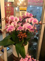 Exquisite 6 phalaenopsis potted peanut day housewarming potted flowers Shanghai nursery direct delivery company customers send