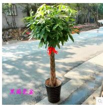 Braid branches and leaves lush wealth tree 1 8 meters high plant potted plants in the same city express home flower shop to send flowers