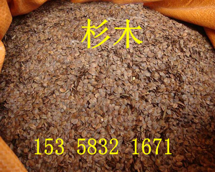 杉木种子 水杉 池杉 云杉 冷杉 油杉 落羽杉 家杉 柳杉种子