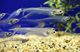 Glass cat fish transparent fish ghost fish pet fish tropical fish ornamental fish dream cute magic fish promotion Glass cat fish transparent fish ghost fish pet fish tropical fish ornamental fish dream cute magic fish promotion