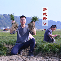 Wheat winter Sichuan Mianyang Fucheng wheat winter origin delivery of premium sulfur-free wild wheat winter 250 grams a can