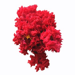 美国红火箭紫薇苗包对版火箭红户外红花紫薇树苗庭院别墅盆栽地栽