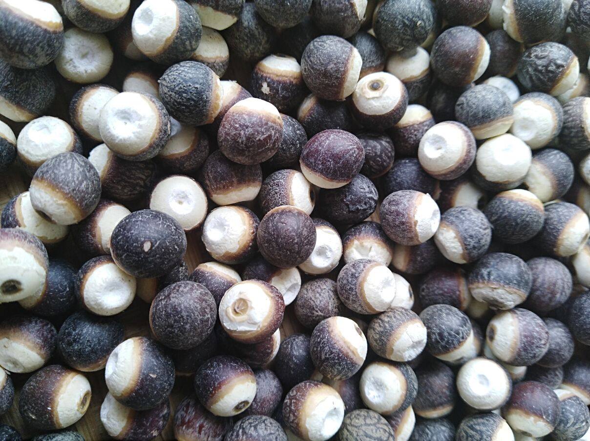 肇庆新品种黑芡实一斤装中大颗粒欠实干货500g黑色茨实