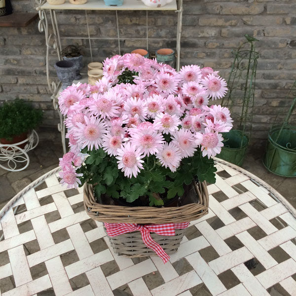 女王菊美人菊纽扣菊小米菊绿心单瓣菊花露天秋季爆开 带花发货_7折