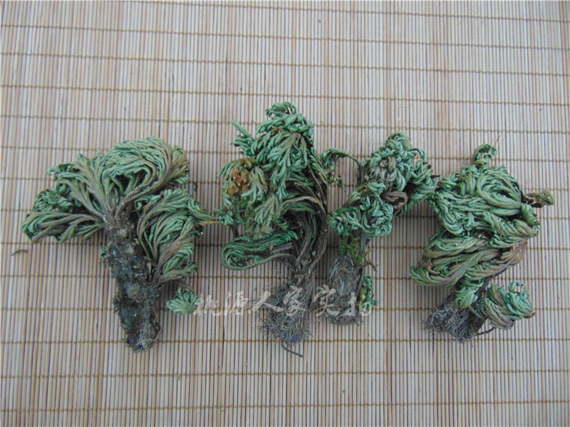 大别山 天然 九死还魂草打不死神仙万年草卷柏不死草 500克包邮