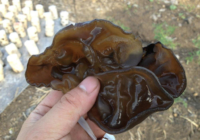 东北小碗耳猫耳秋耳肉厚无根椴木黑小木耳散装 大量批发