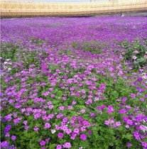 Alfalfa seed seed seed flower seed nectar plant green manure raising young rabbit staple food Hay Chinchilla guinea pig