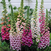 Perennial flower seeds foxb seeds digitalis top flower bell flower Four Seasons easy planting indoor balcony