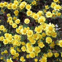 Wild chrysanthemum seed wild yellow chrysanthemum seed hillside roadside perennial Mountain Tea Chrysanthemum wild yellow chrysanthemum bitter seed