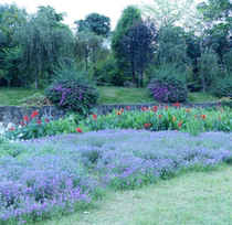 Forget me not flower seeds blue forget-me-not home Courtyard Four Seasons easy gardening balcony potted flower green seed