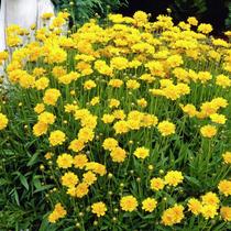 Suitable for rural roads mountain highways perennial flowers large flowers Corinaria seeds flowers sea seeds not managed