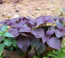 Edible perilla seed double-sided perilla seed perilla seed vegetable seed seed balcony planting vegetable sux wild rapeseed