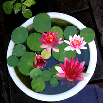 Bowl Lotus hydroponic plants bloom continuously water lily seeds Four Seasons indoor lotus seeds potted seeds water-raised Lotus
