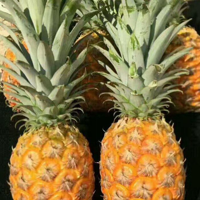 台湾手撕凤梨4个装牛奶凤梨大果新鲜水果无眼菠萝 包邮