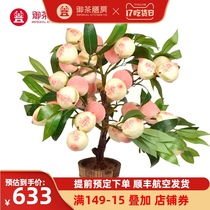 Royal Tea Room Peach Tree Birthday gift for the old man Birthday package Peach Tree Bonsai birthday gift box Small peach steamed buns