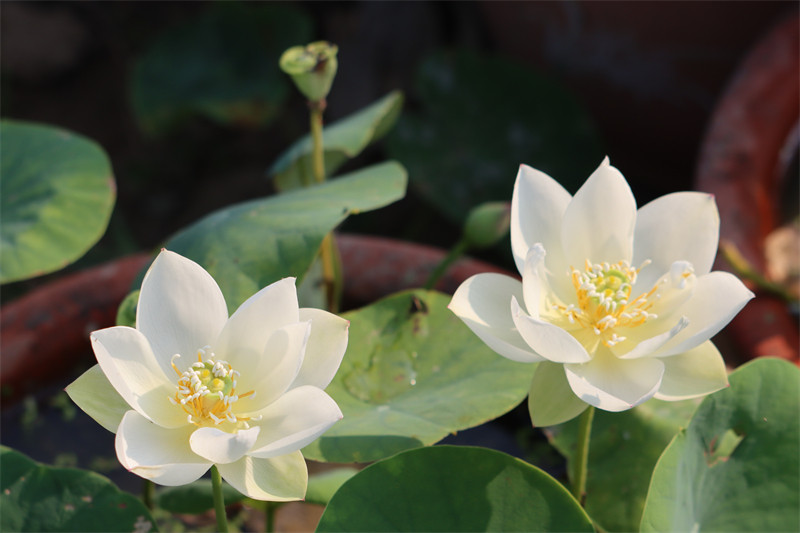 常德爱莲苑碗莲盆栽荷花白玉微小型碗莲种藕2022年