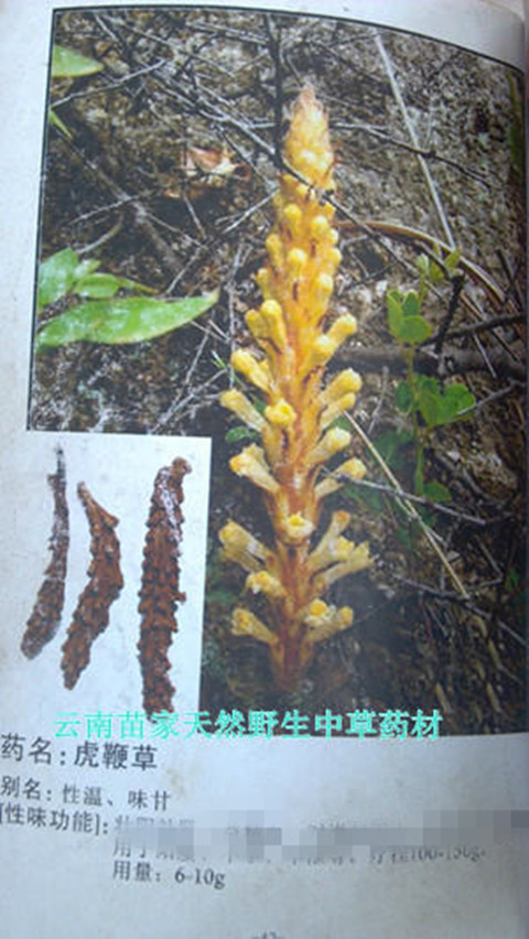 虎鞭草:云南腾冲苗家特产野生中草药中药材泡酒料药酒料药酒药材