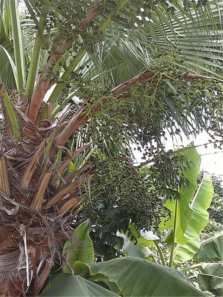 新会葵树子米已去壳优质精选葵树籽野生蒲葵子纯天然500g