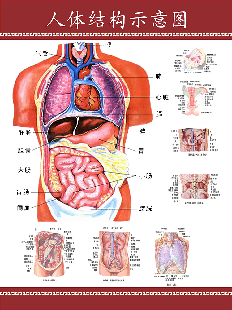 人体结构示意图丨医学宣传挂图丨人体器解剖图丨医院