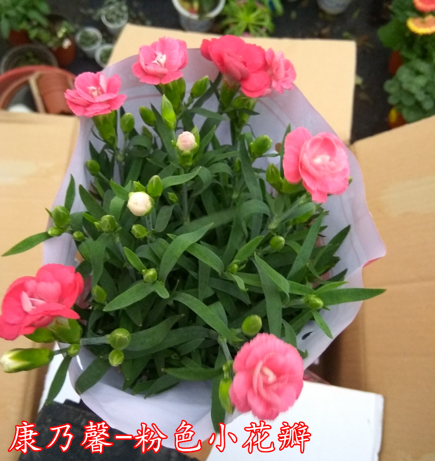 母亲节礼物康乃馨盆栽康乃馨花苗石竹花苗带花苞3盆免邮