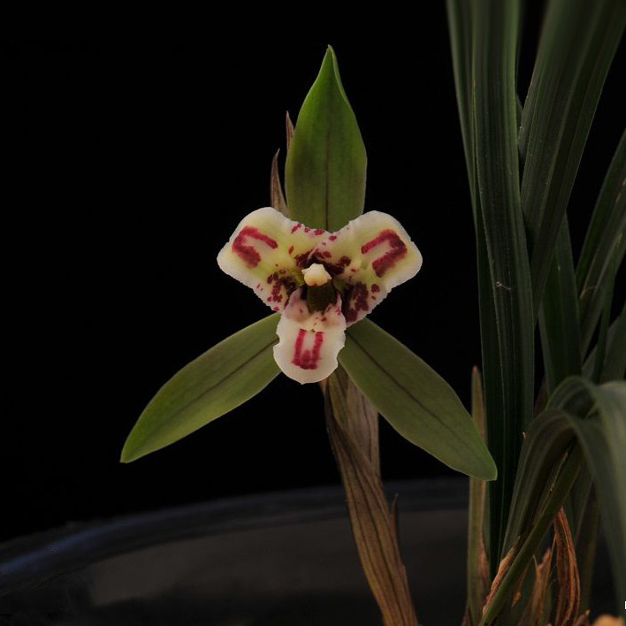 兰花苗 春兰 大元宝 名贵兰花 奇花异草阳台观花植物花卉好养易花