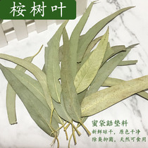 Honey bag eucalyptus eucalyptus leaves deodorant mat natural snack food eucalyptus freshly dried small leaf eucalyptus branch supplies