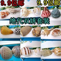 Natural conch shell conch 1 1 combination of exquisite conch two fish tanks address landscaping looks good