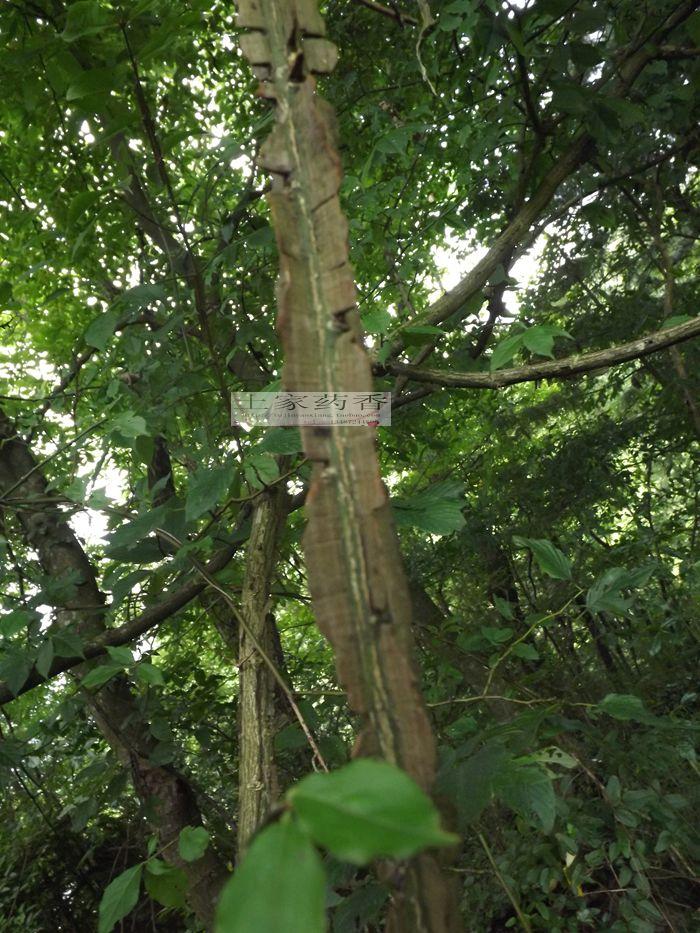 深山野生 八树 小卫矛 干中药材300克 两份顺丰空运包邮