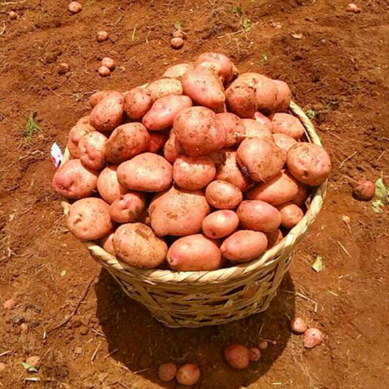 买4斤送4斤共发8斤 云南新鲜土豆洋芋 现挖现发土豆红皮黄心洋芋_7折