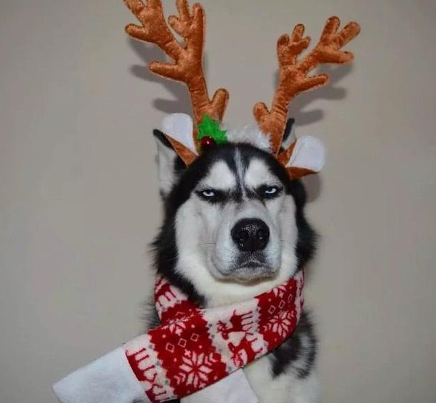 哈士奇化身表情帝一个眼神你懂的