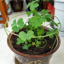 Pillar guard frame iron ring crab claw pillar orchid vermilion red pillar bracket single layer crab claw orchid flower