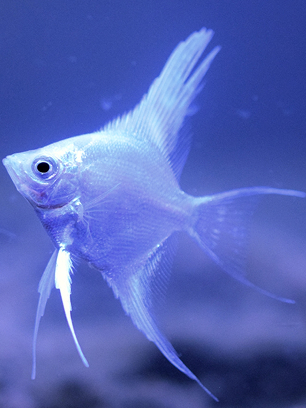 神仙鱼七彩神仙鱼燕鱼活体热带鱼