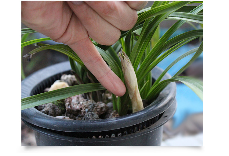 美莳控根兰花盆塑料花盆超越紫砂花盆透气套盆兰花花盆中号满包邮