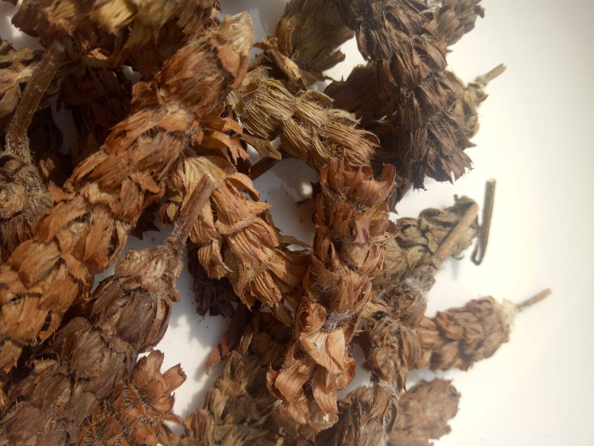 夏枯草 神仙居野生夏枯草茶 夏枯球1斤包邮 新货野生夏枯草夏枯球