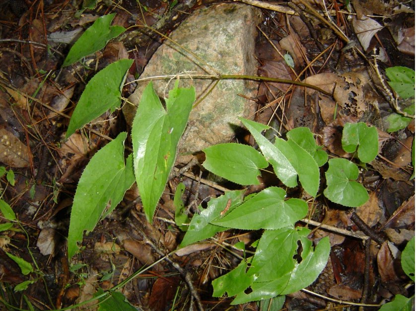 野生淫羊藿种根 种苗多年老根仙灵脾三枝九叶草羊合叶