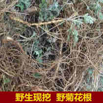 Fresh wild chrysanthemum root under the order to dig a piece of Chinese herbal medicine wild chrysanthemum root
