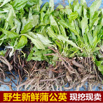 Now dig fresh wild dandelion Pentin wild vegetables pure natural dandelion root yellow seedlings full 2kg