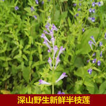 Fresh wild Scutellaria white flower Hedyotis grass toothbrush grass Han Xin grass tea spoon 500g