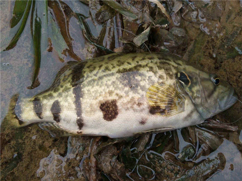 Osmanthus fish fresh and found in the lake, the fish is fresh and the fish are fresh and authentic