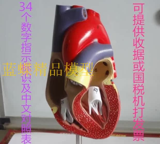 成人心脏 心脏解剖模型 心脏模型 人体内脏模型 医学心脏