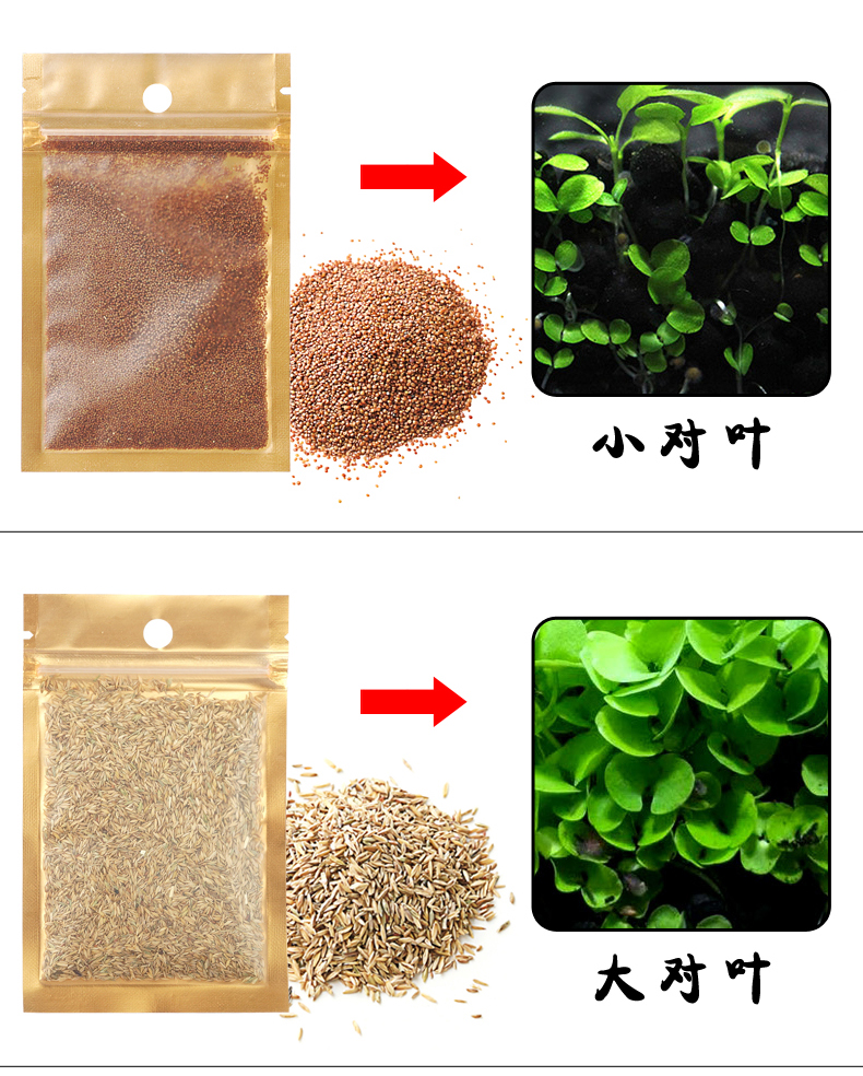 水草种子造景前景对叶草牛毛草鱼爱情草幸运草鱼缸箱_图片