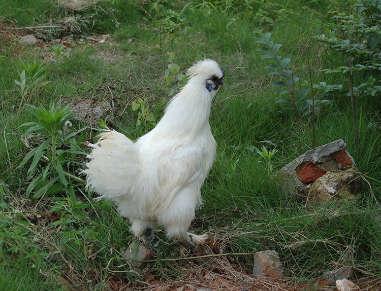 泰和乌鸡乌骨鸡农家老母鸡散养农村土鸡苏北草鸡五黑鸡生鸡肉包邮