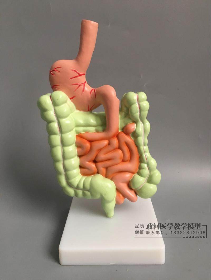 人体病理肠胃模型 消化道胃冠状剖面 横结肠内科肠 胃解剖模型