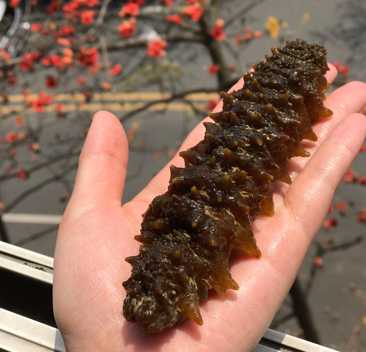 美国红岩刺参 白刺参 国外进口海参野生海参淡干海参非大连辽.