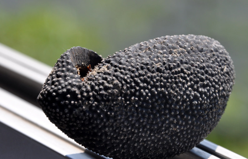 球参澳洲海参乌元参进口野生海参淡干货海产品龙眼参非辽参25.